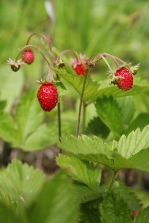 Getting Rid of Wild Strawberries