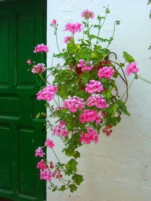 Patio Planter 2