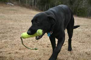 Labrador Retriever 2