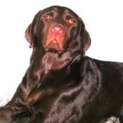 Kiki (Labrador Retriever)