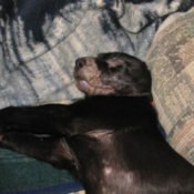 Alvie (Labrador Retriever)