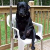 Zoee (Labrador Retriever)