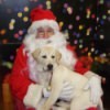Sadie Rose with Santa (Yellow Labrador Retriever)