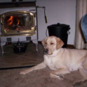 Chloe (Yellow Labrador Retriever)