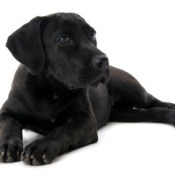 Labrador Retriever Breed Information and Photos