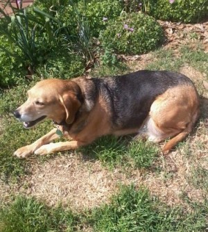 Dog lying in the grass