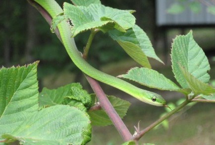 Green snake in blackberry vine