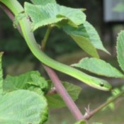 Green snake in blackberry vine