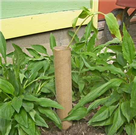 Paper towel tube supporting a sunflower seedling.