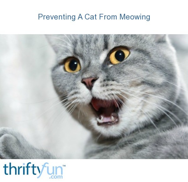 Preventing A Cat From Meowing | ThriftyFun