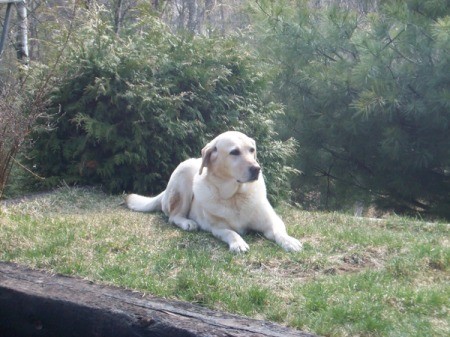 In Memory Of Tina (Yellow Labrador Retriever)