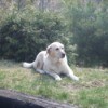 In Memory Of Tina (Yellow Labrador Retriever)