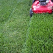 Lawn Mower cutting grass