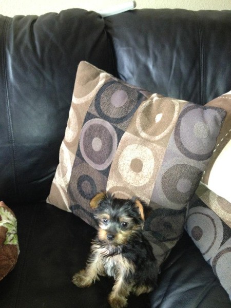 Yorkie puppy on couch.