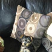 Yorkie puppy on couch.