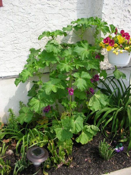 English mallow plant.