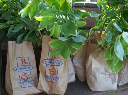 Paper bags for plant divisions.