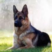 German Shepard