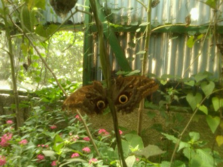 Two Blue Morpho butterflies on plant stem.