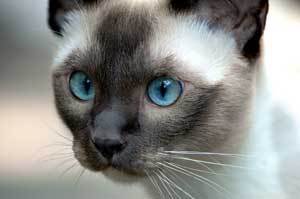 Tonkinese