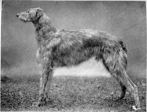 Scottish Deerhound