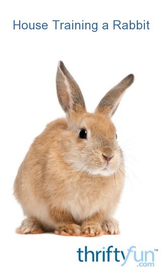 house training a rabbit