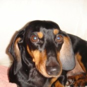 Dachshund that was bitten.