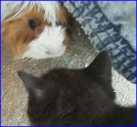 Ashlei (Guinea Pig) and Whiskers (Cat)