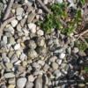 Killdeer eggs in a nest of stones.