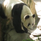 Panda at the San Diego zoo.