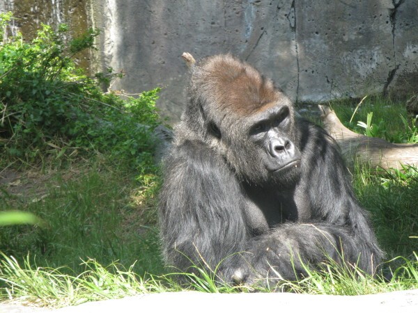 Gorilla at the San Diego zoo.