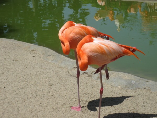 Flamingos at the San Diego zoo.