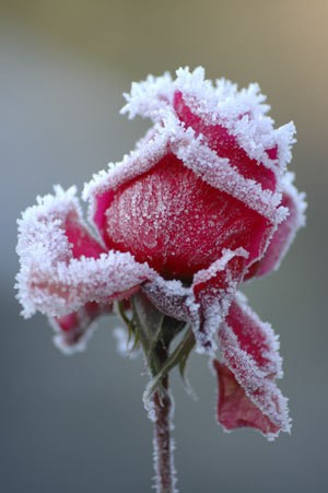 Photo of a rose with frost on it.