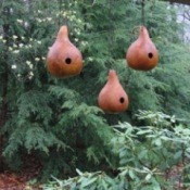 Birdhouse made from gourds.