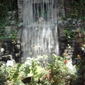 Waterfall in rainforest exhibit.