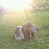Burt, a Basset Hound, lying in the yard in the sun.