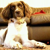 Juno on the floor in front of the couch.