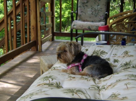 Bella, a Yorkshire terrier outside on a deck.