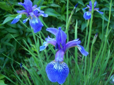 Blue Iris (Upstate NY)