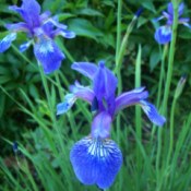 Blue Iris (Upstate NY)