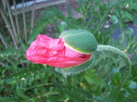 Poppy Flower (Upstate NY)