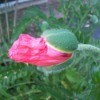 Poppy Flower (Upstate NY)
