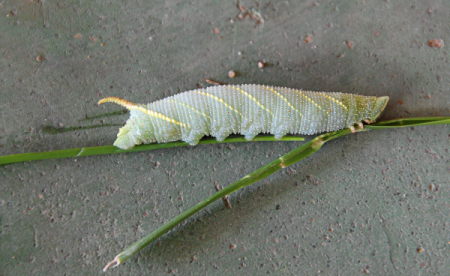 Lunar Moth Larvae