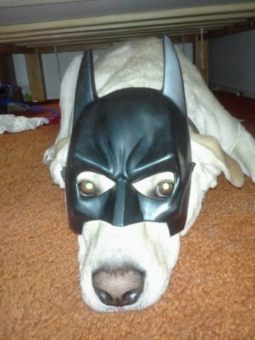 Lab with Batman mask.