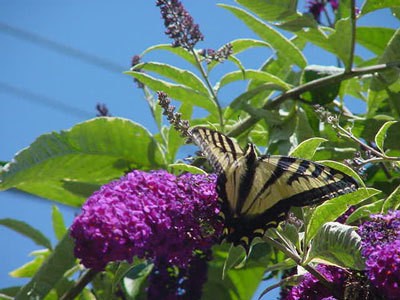 A Visitor to the Butterfly Bush