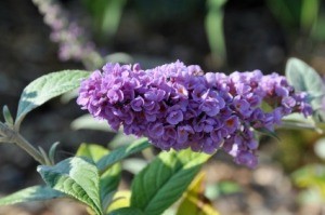 Transplanting a Butterfly Bush