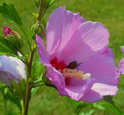 beetle inside flower