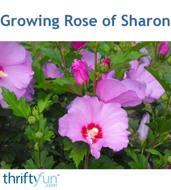 Rose of Sharon Not Blooming ThriftyFun