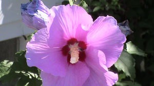 Rose of Sharon