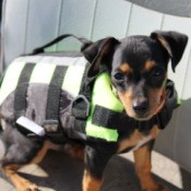 Monty with a coat.